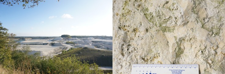 The Quarry, and a close up of the fossil rich limestone