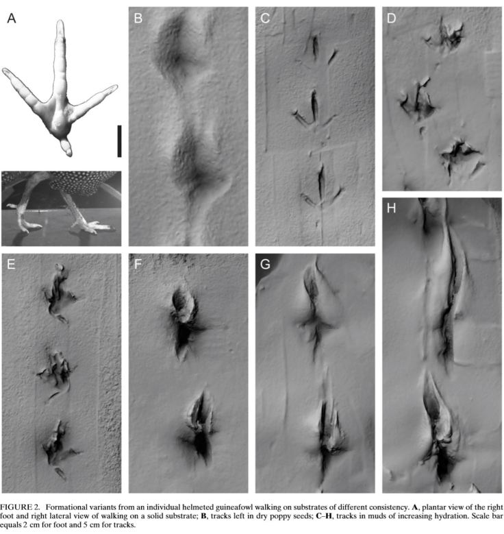 Gatesy and Falkingham 2017 fig 2.JPG