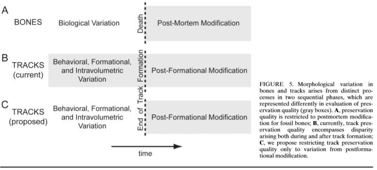 Gatesy and Falkingham 2017 fig 5.JPG